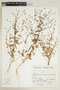 Centaurium quitense (Kunth) B. L. Rob., PERU, F