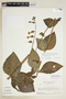 Chelonanthus alatus (Aubl.) Pulle, SURINAME, F