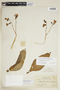 Chelonanthus alatus (Aubl.) Pulle, BRITISH GUIANA [Guyana], F
