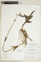 Chelonanthus alatus (Aubl.) Pulle, VENEZUELA, F