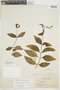 Chelonanthus purpurascens (Aubl.) Struwe & V. A. Albert, BRITISH GUIANA [Guyana], F