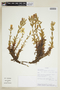 Gentianella foliosa (Kunth) Fabris, ECUADOR, F