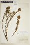 Gentianella lehmannii (Gilg) Fabris, ECUADOR, F
