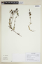 Gentianella rapunculoides (Schult.) J. S. Pringle, ECUADOR, F