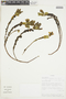 Gentianella sulphurea (Gilg) Fabris, ECUADOR, F