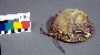 187881: turtleshell scoop