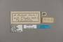 124166 Actinote thalia anteas labels IN