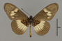 124184 Acraea aganice v IN