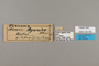 124184 Acraea aganice labels IN