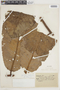 Iryanthera crassifolia A. C. Sm., PERU, F