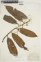 Iryanthera juruensis Warb., BRAZIL, F