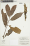 Iryanthera juruensis Warb., BOLIVIA, F