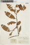 Iryanthera ulei Warb., COLOMBIA, F