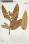 Virola calophylla (Spruce) Warb., PERU, F