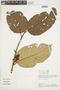 Virola calophylla (Spruce) Warb., PERU, F