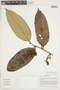 Virola calophylla (Spruce) Warb., BOLIVIA, F