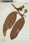 Virola calophylla (Spruce) Warb., BOLIVIA, F