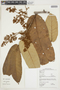 Virola calophylla (Spruce) Warb., GUYANA, F