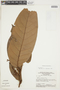 Virola calophylla (Spruce) Warb., BRAZIL, F