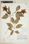 Symbolanthus alboarenicolus J. E. Molina & Struwe, PERU, F