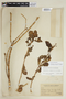 Symbolanthus calygonus (Ruíz & Pav.) Griseb. ex Gilg, PERU, F