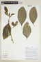 Symbolanthus condorensis J. E. Molina & Struwe, ECUADOR, F