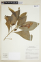 Symbolanthus elisabethae (M. R. Schomb.) Gilg, BRAZIL, F