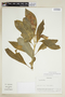 Symbolanthus elisabethae (M. R. Schomb.) Gilg, VENEZUELA, F