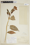 Symbolanthus incaicus J. E. Molina & Struwe, PERU, F