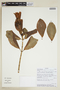 Symbolanthus jasonii J. E. Molina & Struwe, ECUADOR, F