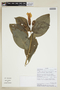 Symbolanthus jasonii J. E. Molina & Struwe, ECUADOR, F