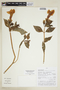 Symbolanthus mathewsii (Ewan) Gilg, PERU, F