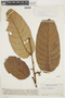 Virola calophylla (Spruce) Warb., VENEZUELA, F
