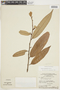 Virola calophylla (Spruce) Warb., BRAZIL, F