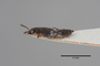 2819502 Trogophloeus binotatus ST p IN