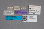 2819503 Parabrachida decipiens ST labels IN
