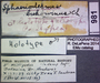 981 Sphaeriodesmus bukowinus HT IN labels
