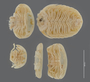 981 Sphaeriodesmus bukowinus HT V IN n60 hf20