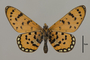 124214 Acraea violarum v IN