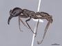 45259 Dorylus nigricans P IN