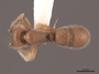 57119 Proceratium crassicorne D IN