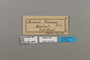 124223 Acraea petraea labels IN