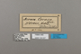 124227 Acraea cerasa labels IN