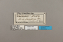 124229 Philaethria dido labels IN