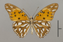 124234 Agraulis vanillae maculosa v IN