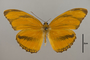 124238 Dryadula phaetusa d IN