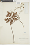 Geranium palmatum Cav., F