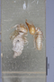 2819128 Termitolara opacella ST termites IN