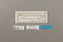 124249 Heliconius hermathena labels IN