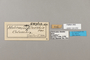 124252 Heliconius eleuchia labels IN